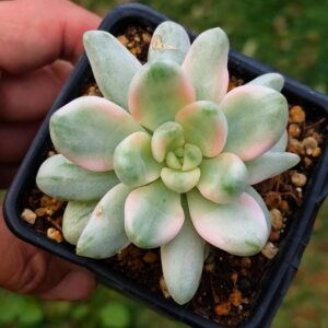 Echeveria Amore Party / Spotted Dear variegata