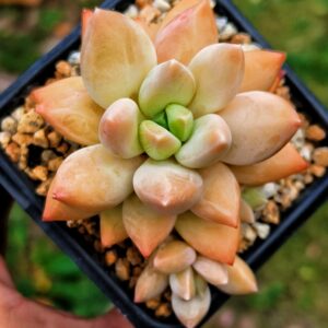Pachyphytum 'Elizabeth'