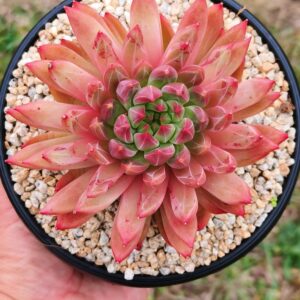 xPachyveria Thunder Awakening / Jing Zhe XL