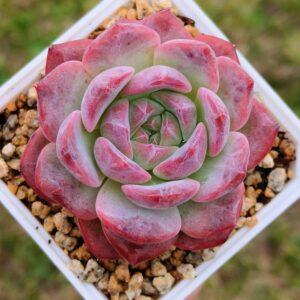 Echeveria 'Purple Haze' sp