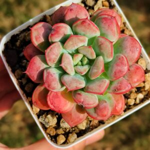 Echeveria Raindrop hybrid