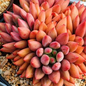 Pachyphytum Red Dragonfly cluster