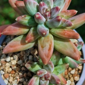 Pachyphytum Phoenix Feather cluster