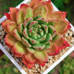 Echeveria Breakpoint