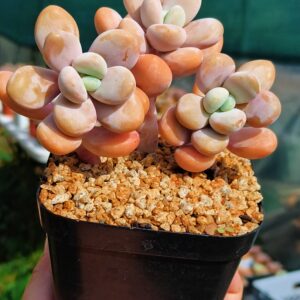 Pachyphytum WenYu cluster