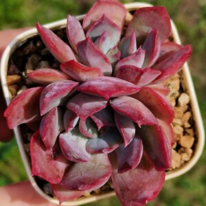 Echeveria Dark Ice double tête