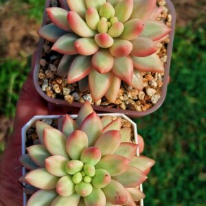 Pachyphytum Peach Bobo variegata