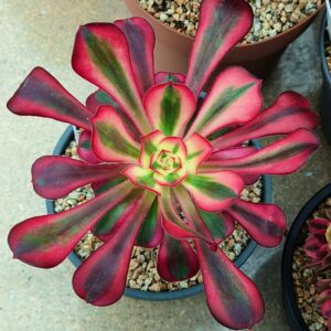 Aeonium Chanel