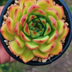 Echeveria Golden Sunset SP