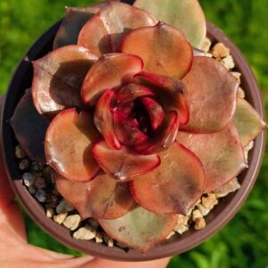 Echeveria Red Rose variegata (rare)