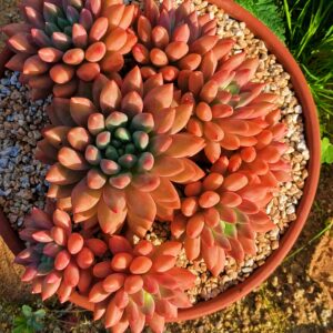 Pachyphytum Red Dragonfly cluster