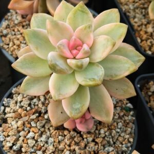Graptoveria Victor Kane variegata avec bébé