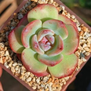 Echeveria 'Snow Porcelain' sugar heart