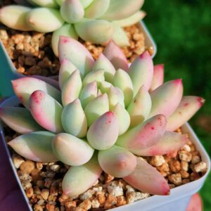 xPachyveria Angel's Finger variegata