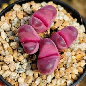 Lithops Optica 'Rubra' cluster 4 têtes