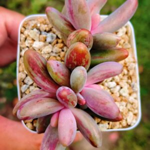 Pachysedum 'Ganzhou' silk variegata cluster