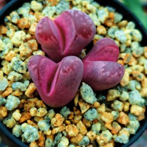 Lithops Optica 'Rubra' cluster 3 têtes