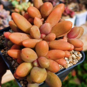 Pachyphytum Captain Jessop cluster