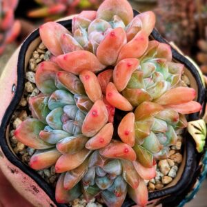 Echeveria 'Qin Xin' sugar heart cluster