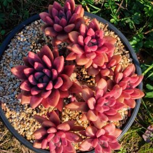 Echeveria 'Hephaestus Yu' SP cluster
