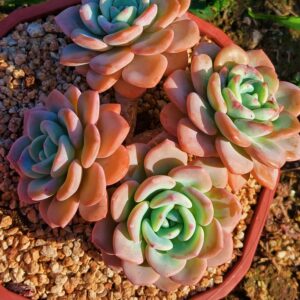 Echeveria 'Milk Fluff' cluster