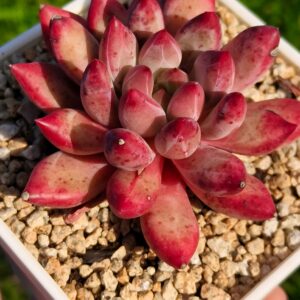 Pachyphytum 'Fat Yumeiren'