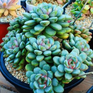 Graptoveria Amethorum 'Grape' cluster XXL