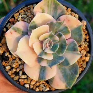Echeveria 'Virgo' variegata