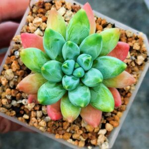 xPachyveria 'Adisto'