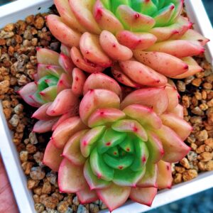 Echeveria Encore cluster