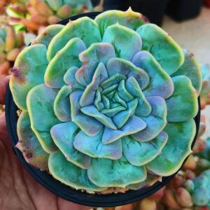 Echeveria 'Yunyao Fairy'