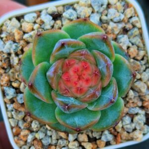 Echeveria 'Blue Peafowl'