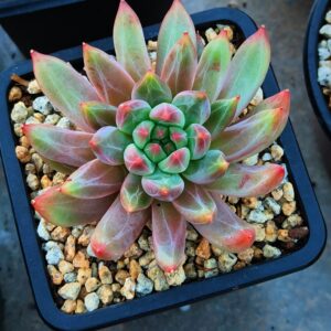 xPachyveria Thunder Awakening / Jing Zhe